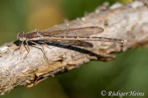 Sympecma fusca (Gemeine Winterlibelle) Weibchen, 10.5.2008