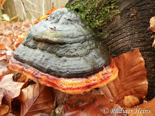 Fomitopsis pinicola (Rotrandiger Baumschwamm), 22.11.2009