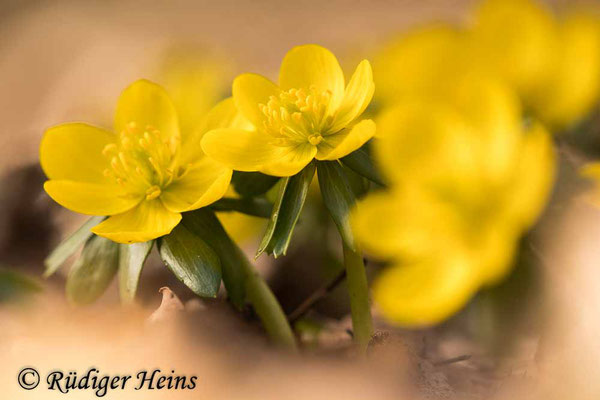 Winterling (Eranthis hyemalis), 22.2.2021