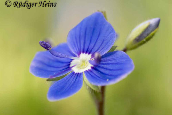 Veronica chamaedrys (Gamander-Ehrenpreis), 19.5.2019