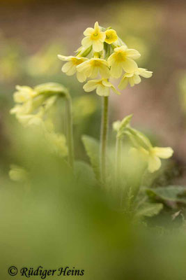 Primula elatior (Hohe Schlüsselblume), 10.4.2021