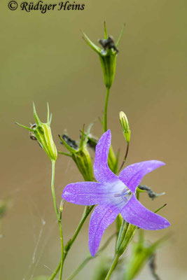 Campanula patula (Wiesen-Glockenblume), 23.6.2021