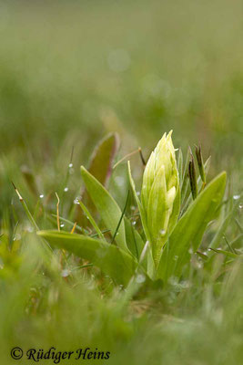 Dactylorhiza sambucina (Holunder-Fingerwurz), 1.5.2015