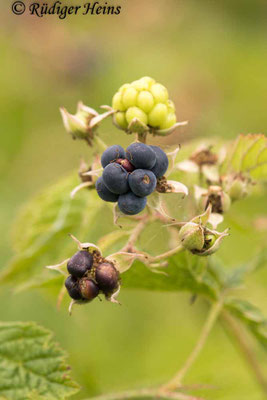 Rubus caesius (Kratzbeere)