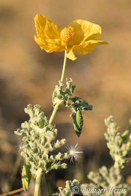 Glaucium flavum (Gelber Hornmohn), 18.5.2022