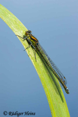 Erythromma najas (Großes Granatauge) Weibchen, 6.6.2024