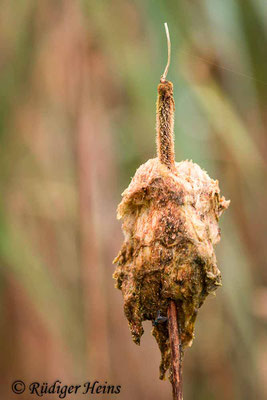 Typha latifolia (Breitblättriger Rohrkolben), 10.9.2020