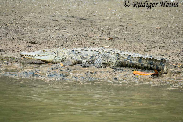 Spitzkrokodil (Crocodylus acutus), 24.11.2023 - Panasonic DMC-FZ 1000