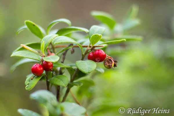 Vaccinium vitis-idaea, Preiselbeere