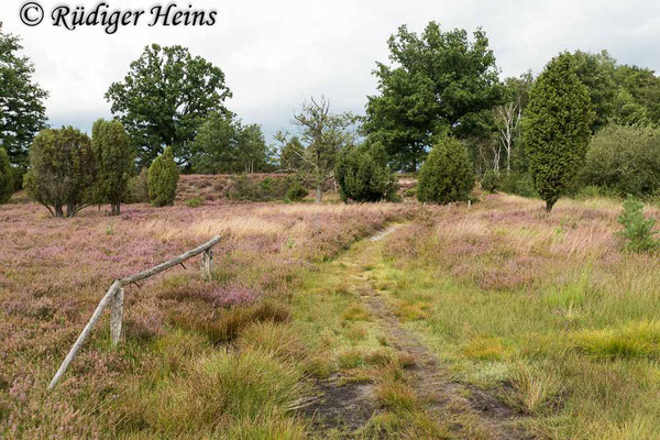 Stenobothrus stigmaticus (Kleiner Heidegrashüpfer) Habitat, 24.8.2020