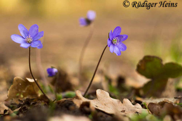 Hepatica nobilis (Leberblümchen), 31.3.2017