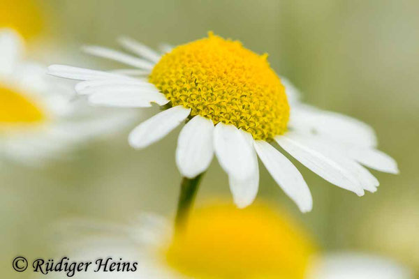 Leucanthemum vulgare (Magerwiesen-Margerite)