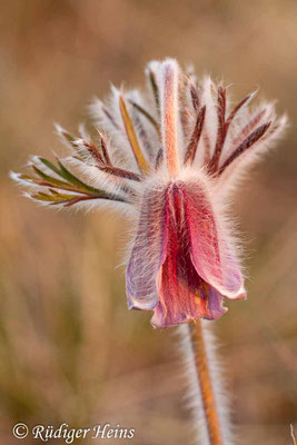 Pulsatilla pratensis (Wiesen-Kuhschelle), 24.4.2011