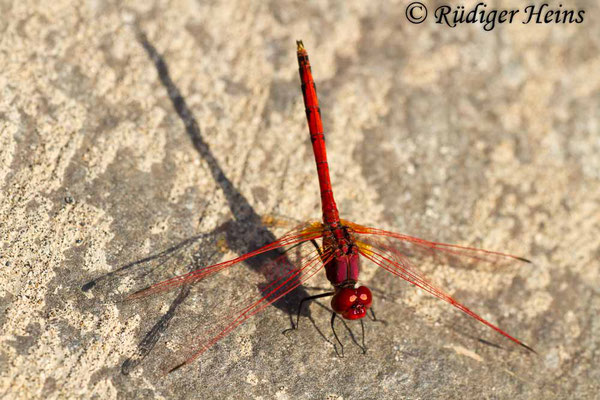 Trithemis arteriosa (Rotader-Sonnenzeiger) Männchen, 1.8.2015