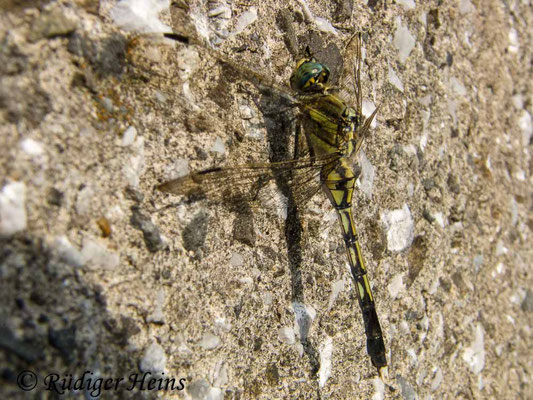 Orthetrum albistylum speciosum (Östlicher Blaupfeil) Weibchen, 6.9.2012