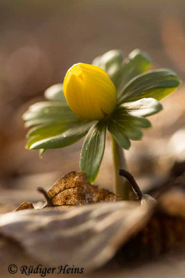 Winterling (Eranthis hyemalis), 20.2.2021