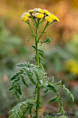 Tanacetum vulgare (Rainfarn), 28.10.2018