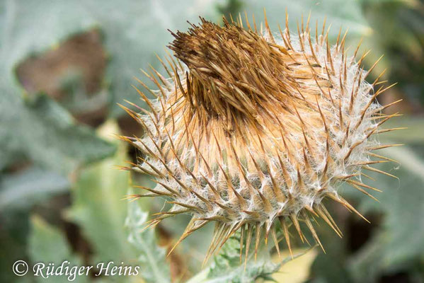 Onopordum acanthium (Gewöhnliche Eselsdistel), 5.8.2019