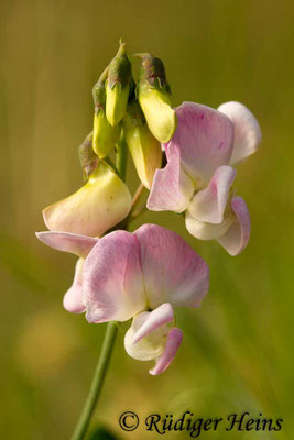 Lathyrus latifolius (Breitblättrige Platterbse)