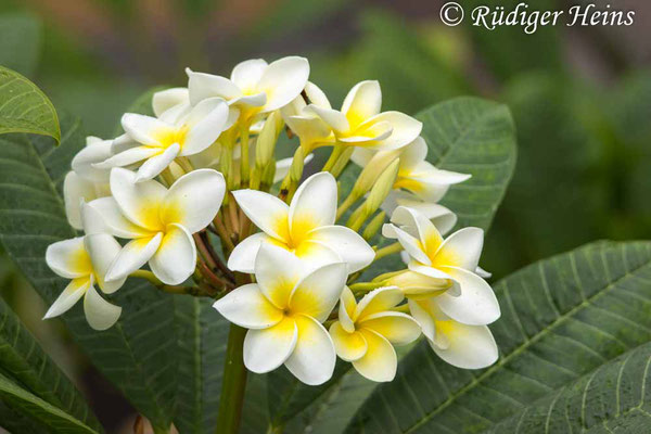 Plumeria tricolor (Dreifarbiger Frangipani), 26.11.2024