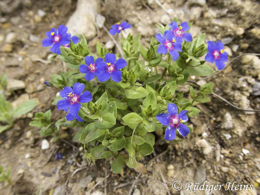 Anagallis foemina (Blauer Gauchheil), 26.3.2024