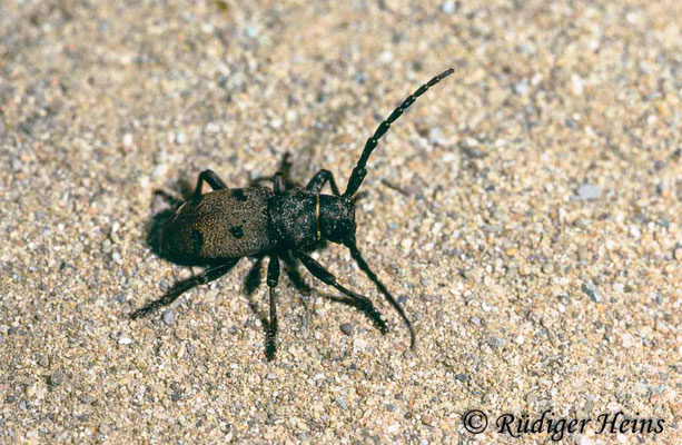 Morimus funereus (Trauerbock), 3.9.1990 (Scan vom Dia)