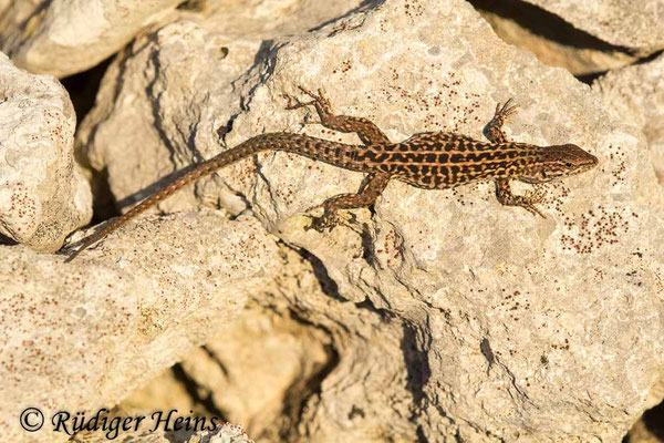 Podarcis sicula (Ruineneidechse)