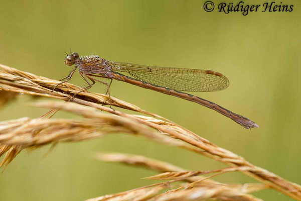 Sympecma paedisca (Sibirische Winterlibelle) Weibchen, 26.9.2015