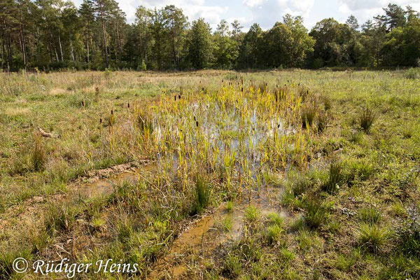 Sympetrum danae (Schwarze Heidelibelle) Habitat in Niedersachsen, 22.9.2022