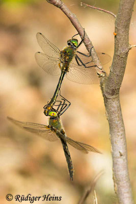 Cordulia aenea (Falkenlibelle) Tandem, 12.5.2025