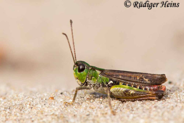 Myrmeleotettix maculatus (Gefleckte Keulenschrecke) Männchen, 12.10.2017