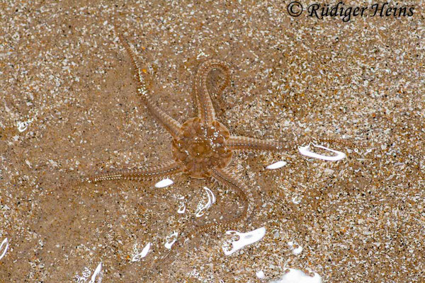 Ophiura ophiura (Gewöhnlicher Schlangenstern), 15.7.2008