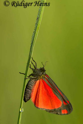 Tyria jacobaeae (Jakobskrautbär oder Blutbär), 4.6.2016