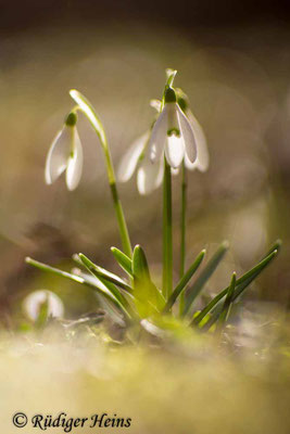 Galanthus nivalis (Schneeglöckchen)