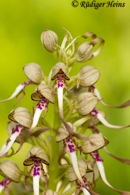 Himantoglossum hircinum (Bocks-Riemenzunge), 21.5.2015