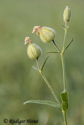 Silene latifolia (Weiße Lichtnelke), 23.9.2020