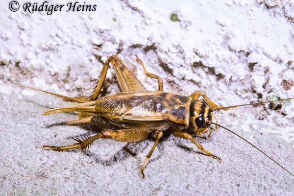 Acheta domesticus (Heimchen) Männchen, 9.8.1988 (Scan vom Dia)