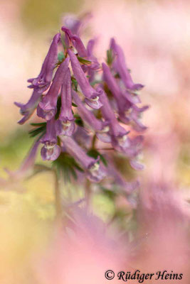 Corydalis solida, Gefingerter Lerchensporn
