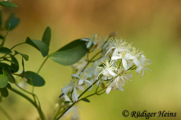 Clematis vitalba (Gewöhnliche Waldrebe), 24.6.2017