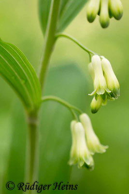 Polygonatum multiflorum (Vielblütige Weißwurz), 16.5.2016