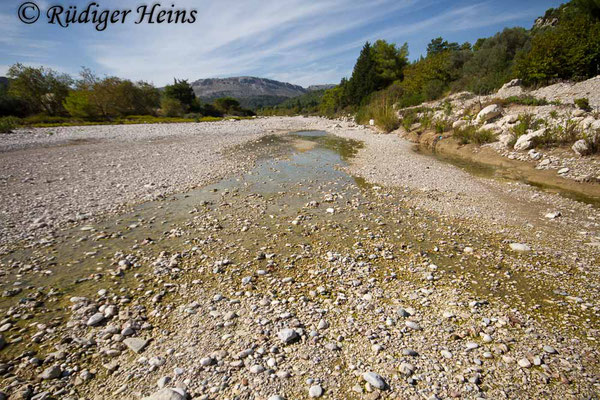 Trithemis arteriosa (Rotader-Sonnenzeiger) Habitat auf der Insel Rhodos, 27.10.2015