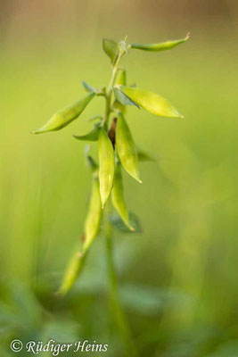 Corydalis cava (Hohler Lerchensporn), 26.4.2023