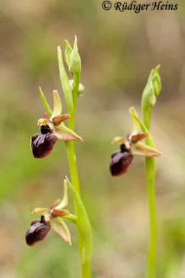 Ophrys sphegodes (Spinnen-Ragwurz)
