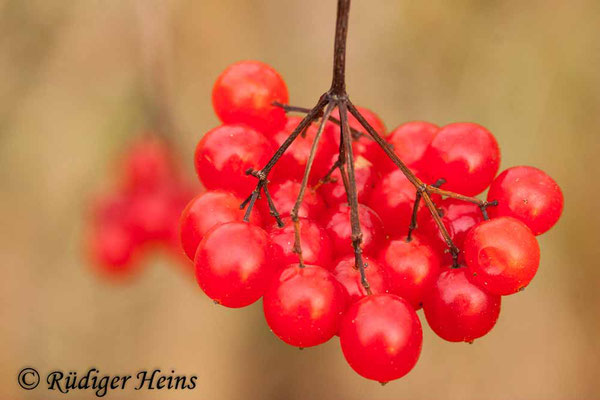 Viburnum opulus (Gemeiner Schneeball), 20.12.2015