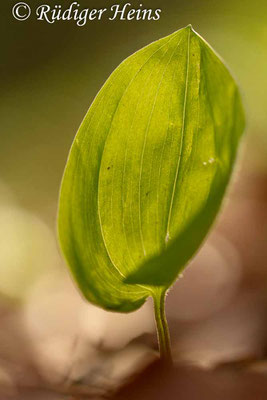 Maianthemum bifolium (Zweiblättrige Schattenblume), 11.4.2017