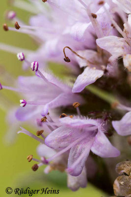 Mentha aquatica (Wasserminze), 7.8.2019