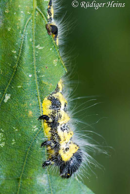 Phalera bucephala (Mondfleck, Mondvogel) Raupe, 8.9.2019