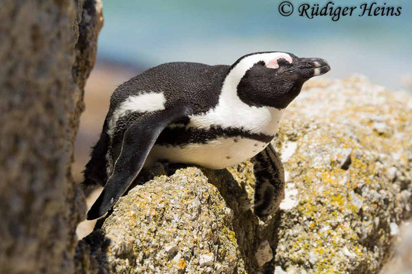 Spheniscus demersus (Brillenpinguin), 17.1.2019