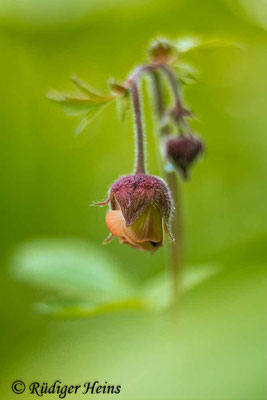 Geum rivale (Bach-Nelkenwurz), 27.5.2021