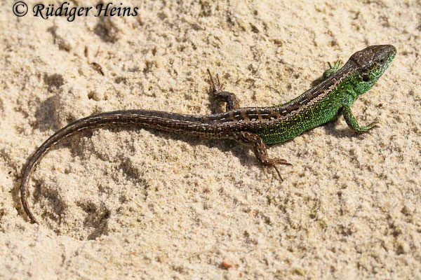 Lacerta agilis (Zauneidechse) Männchen, 8.7.2007